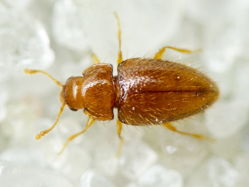 Mycetaea subterranea (Fabricius, 1801)