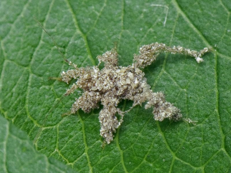 Reduvius personatus (Linnaeus, 1758)