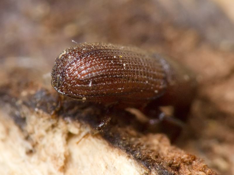 Stereocorynes truncorum (Germar, 1824)