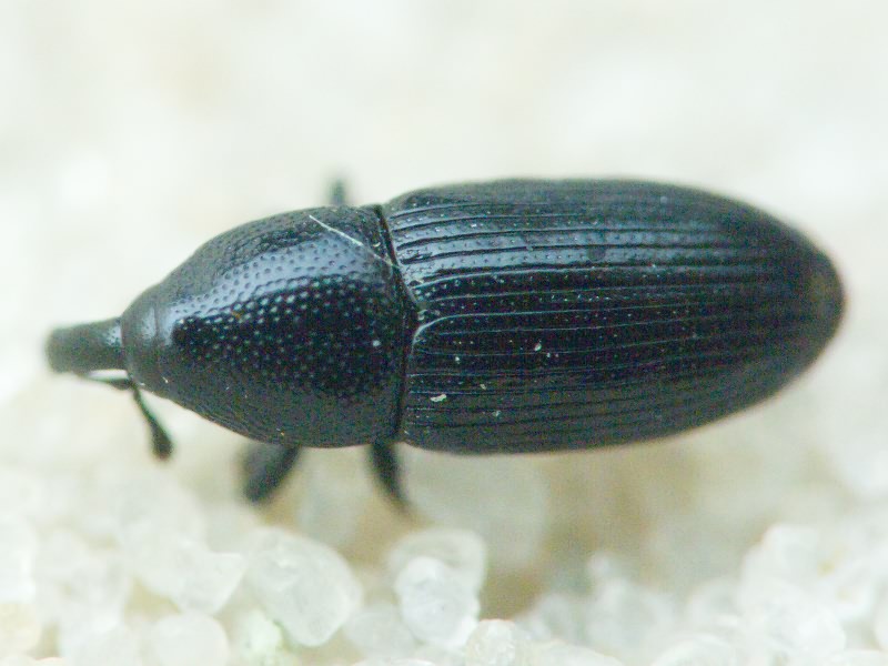 Labiaticola melas Boheman, 1836