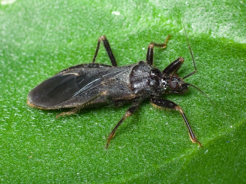 Reduvius personatus (Linnaeus, 1758)