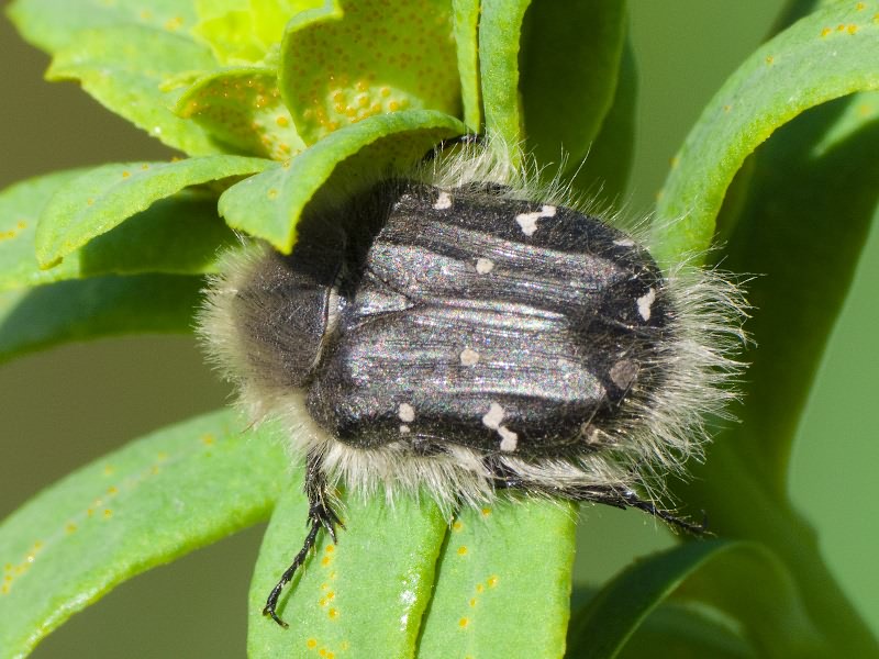 Tropinota (Epicometis) hirta (Poda, 1761)