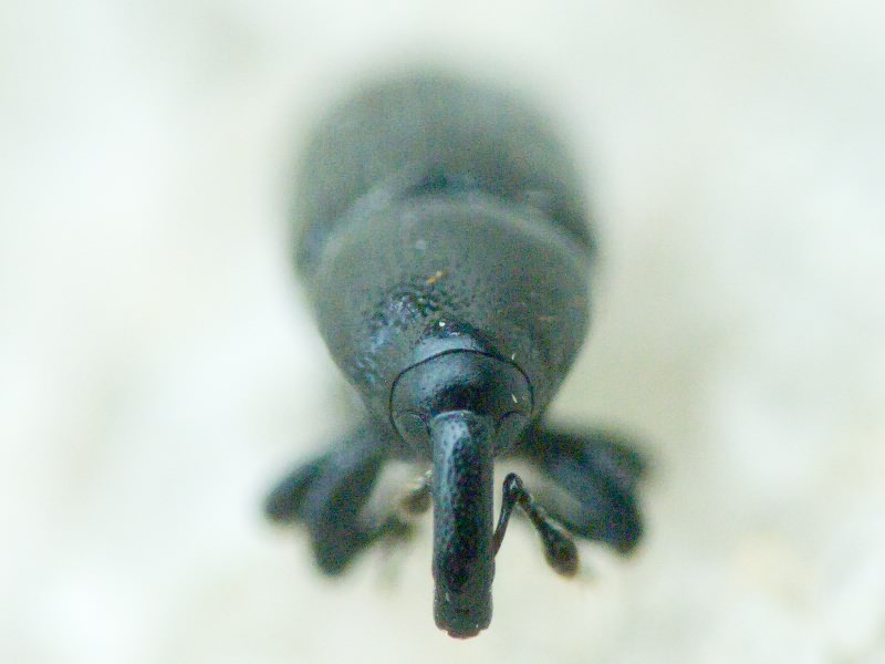 Labiaticola melas Boheman, 1836