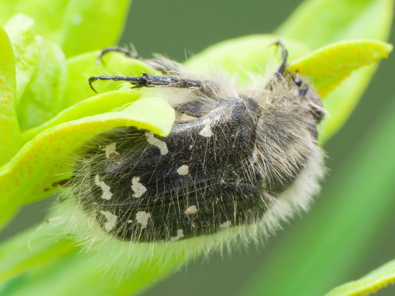 Tropinota (Epicometis) hirta (Poda, 1761)
