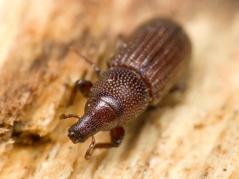Stereocorynes truncorum (Germar, 1824)
