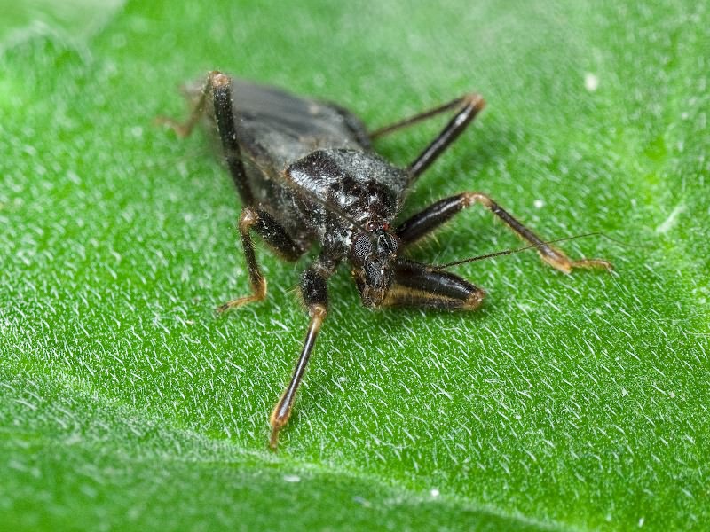 Reduvius personatus (Linnaeus, 1758)