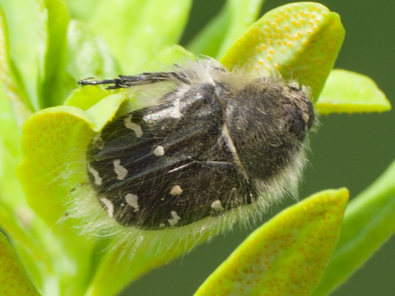 Tropinota hirta (Poda, 1761)