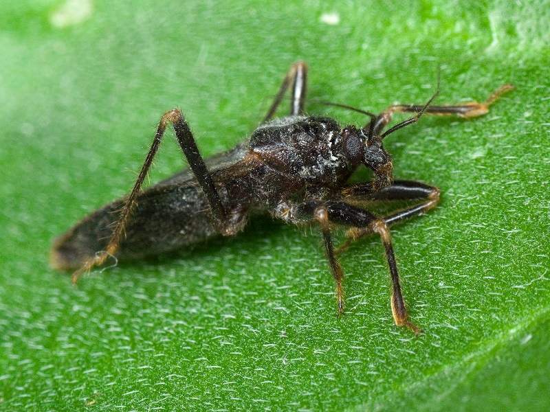 Reduvius personatus (Linnaeus, 1758)