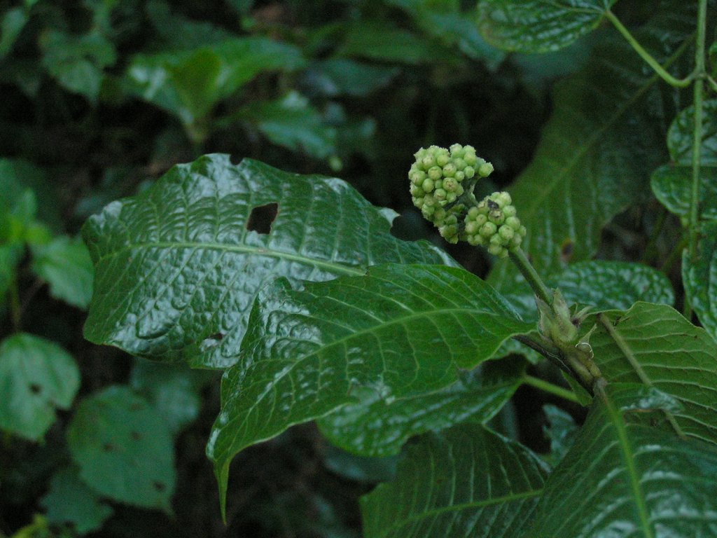 Psychotria fractinervata E.M.A.Petit