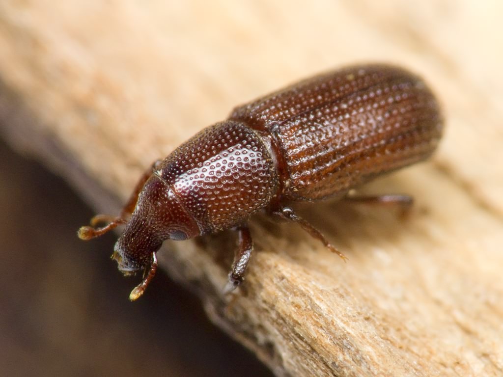 Stereocorynes truncorum (Germar, 1824)