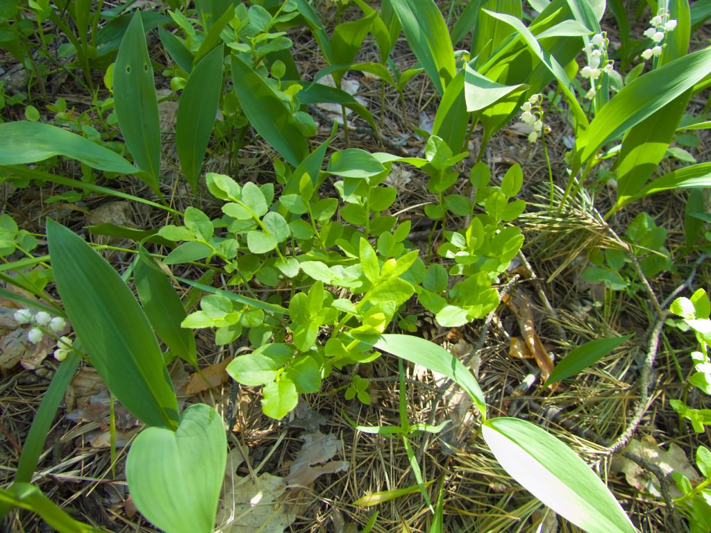Vaccinium myrtillus L.