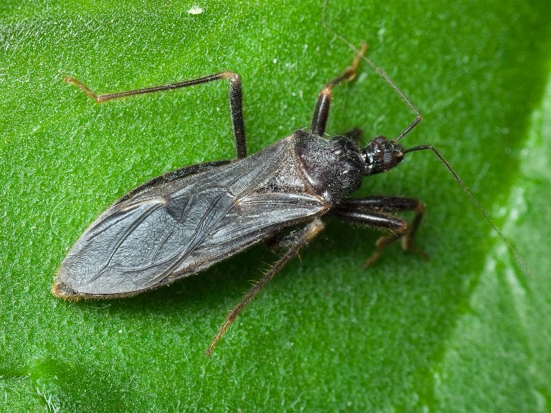 Reduvius personatus (Linnaeus, 1758)