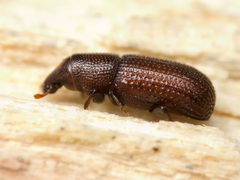 Stereocorynes truncorum (Germar, 1824)