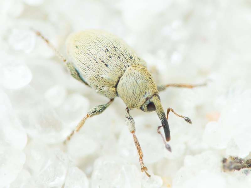 Sibinia unicolor (Fåhraeus, 1843)