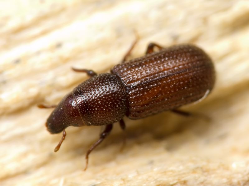 Stereocorynes truncorum (Germar, 1824)