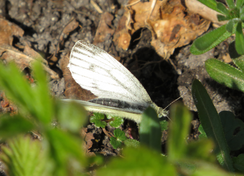 Pieris napi (Linnaeus, 1758)