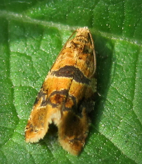 Lobesia (Lobesia) reliquana (Hübner, 1825)