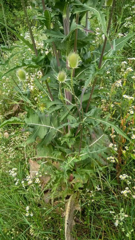 Dipsacus laciniatus L.