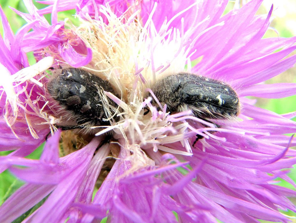 Tropinota hirta (Poda, 1761)