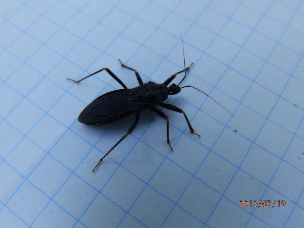 Reduvius personatus (Linnaeus, 1758)
