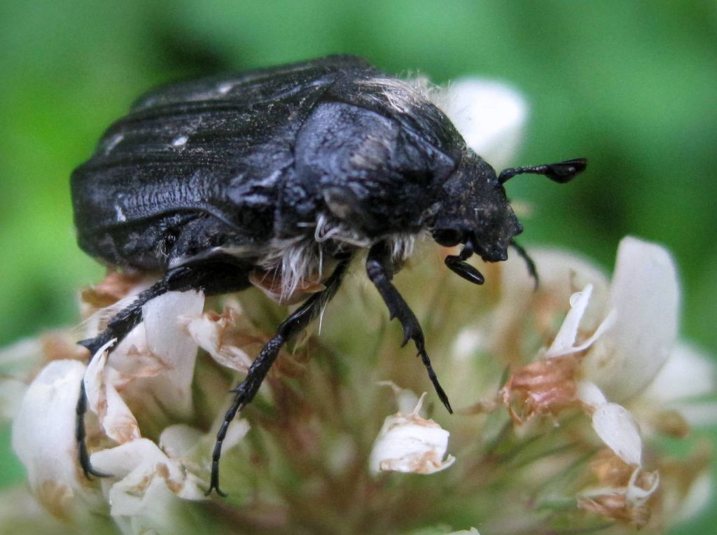 Tropinota hirta (Poda, 1761)
