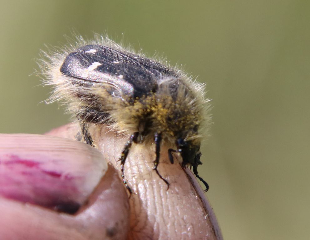 Tropinota hirta (Poda, 1761)