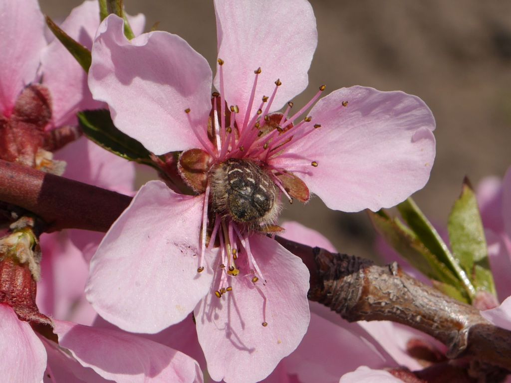 Tropinota hirta (Poda, 1761)