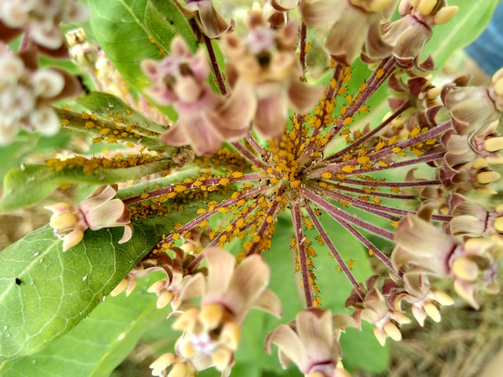 Aphididae