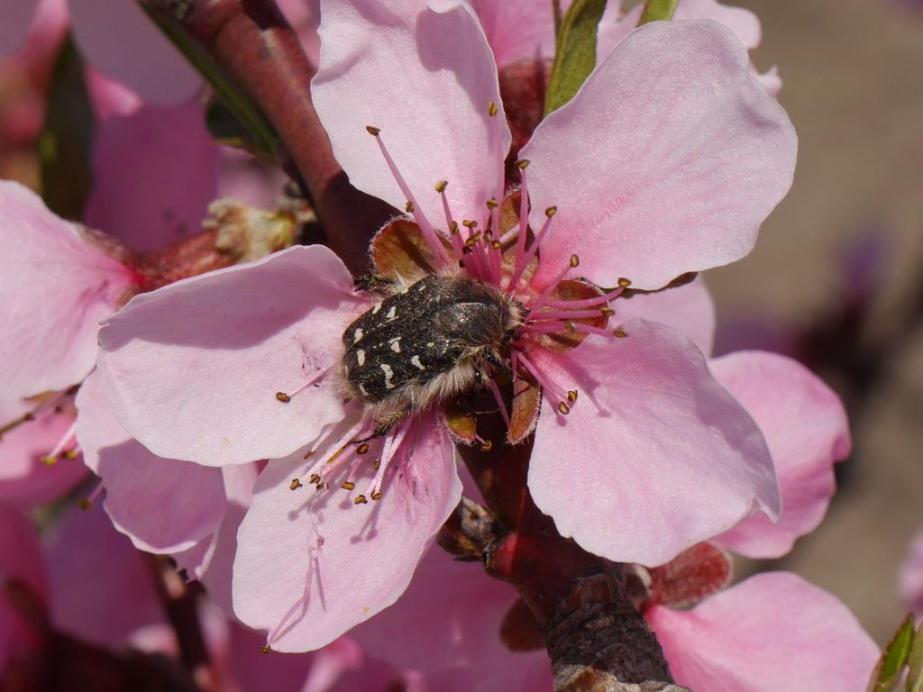 Tropinota hirta (Poda, 1761)