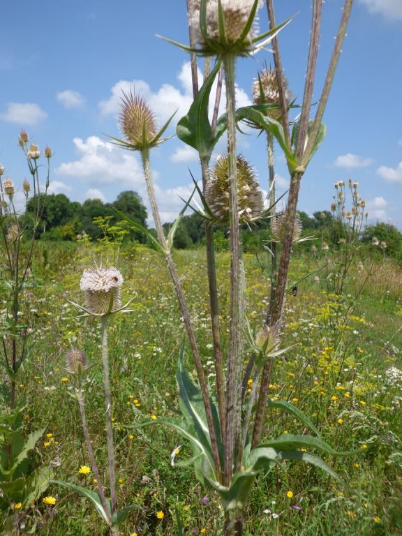 Dipsacus laciniatus L.