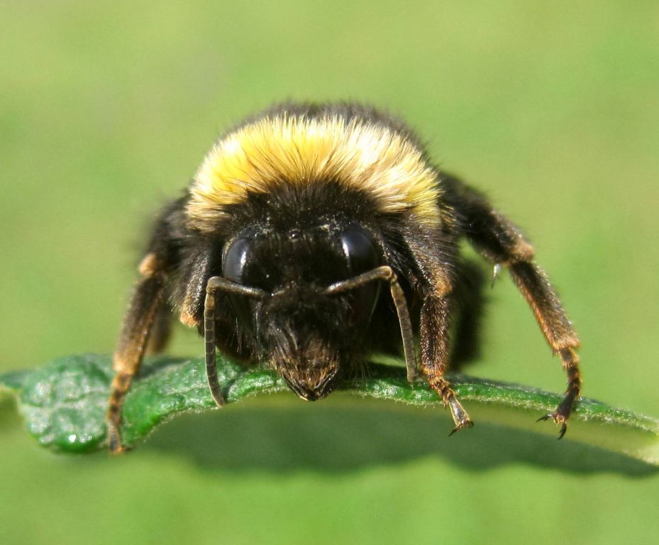 Bombus terrestris (Linnaeus, 1758)