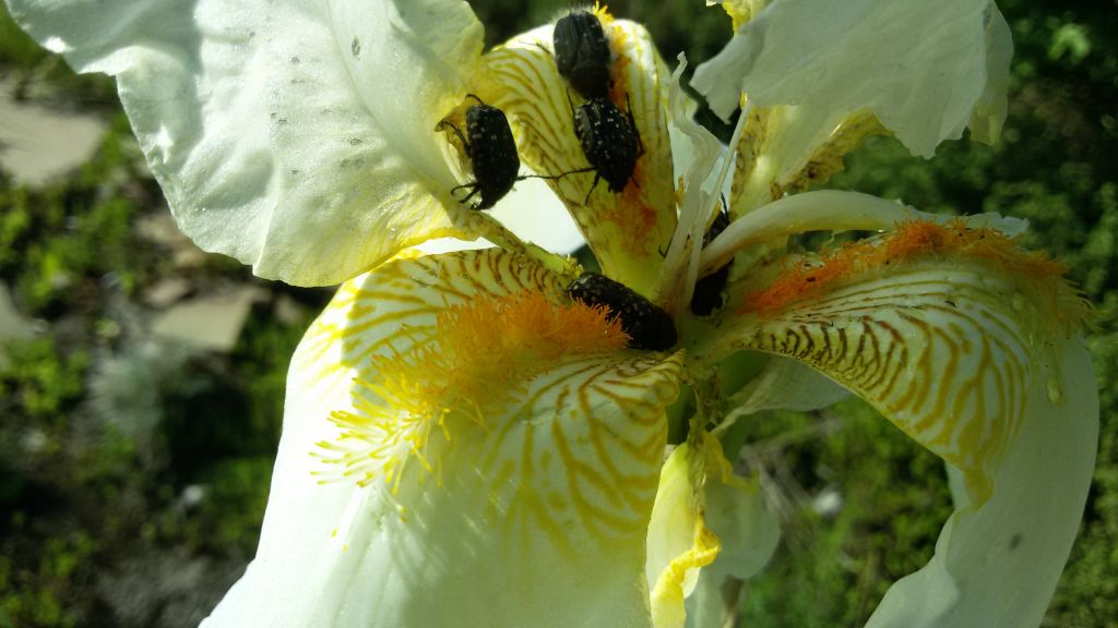Tropinota hirta (Poda, 1761)