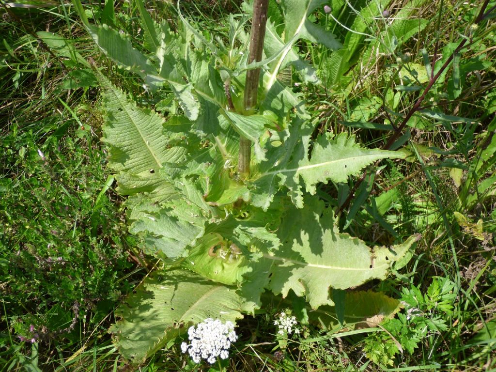 Dipsacus laciniatus L.