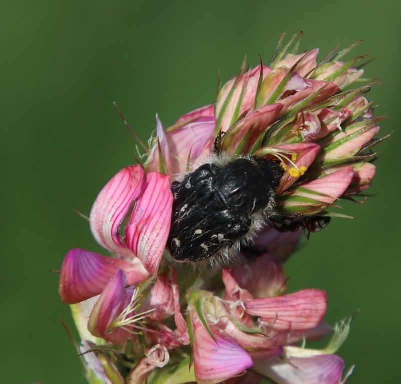 Tropinota hirta (Poda, 1761)