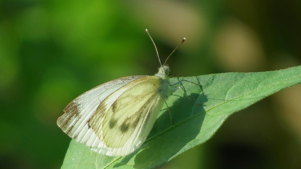Pieris napi (Linnaeus, 1758)