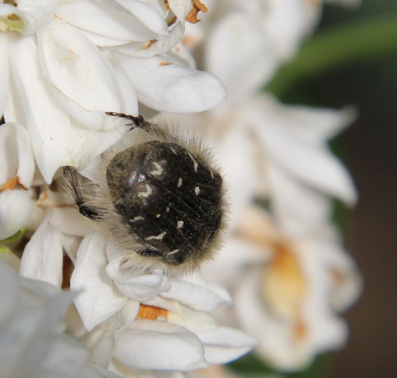 Tropinota (Epicometis) hirta (Poda, 1761)