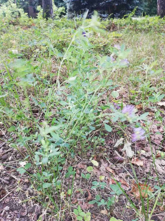 Plantae