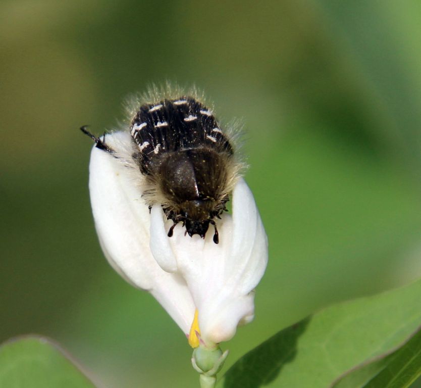 Tropinota hirta (Poda, 1761)