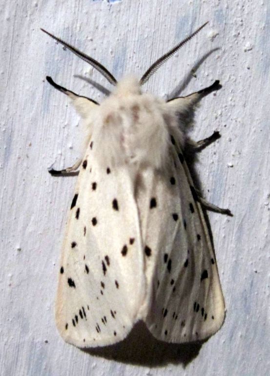Spilosoma lubricipeda