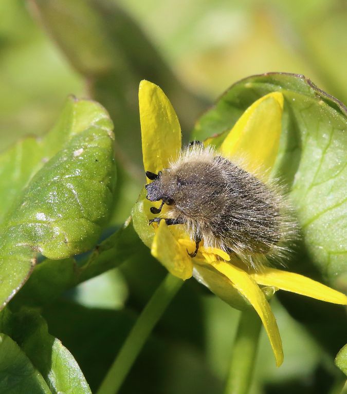 Tropinota hirta (Poda, 1761)