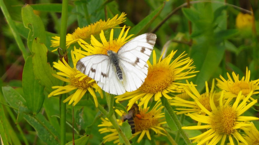 Pieris napi (Linnaeus, 1758)