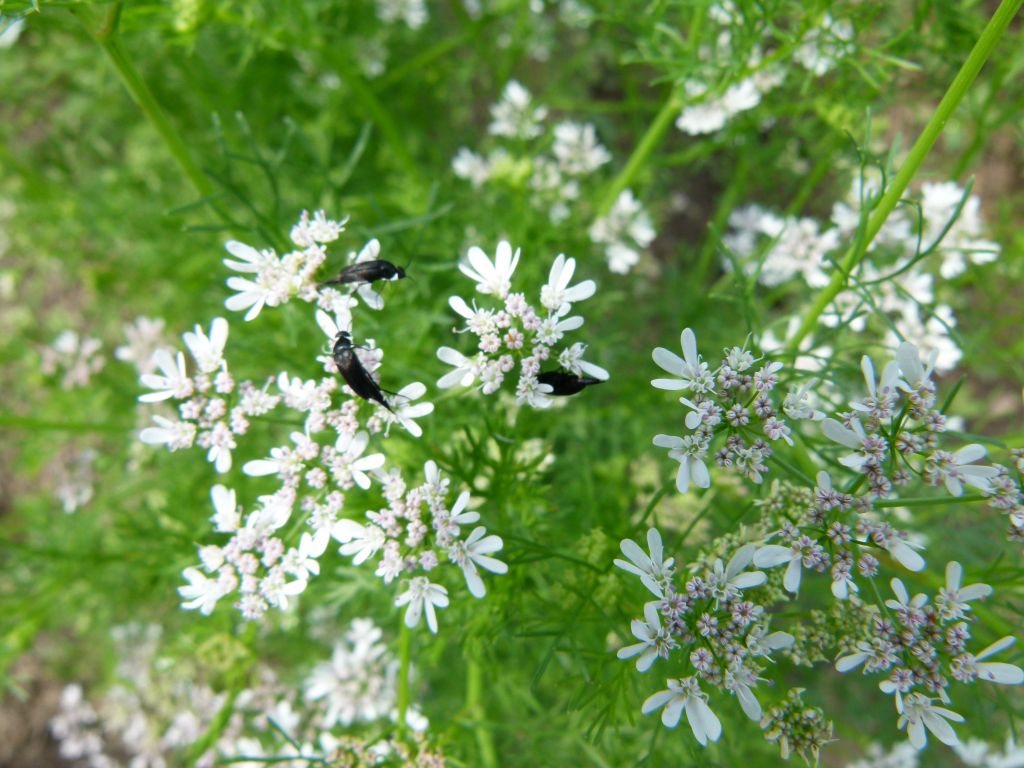 Mordellidae
