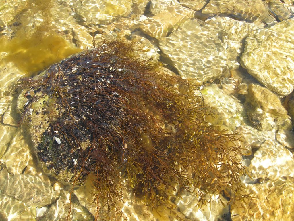 Cystoseira barbata (Stackhouse) C.Agardh