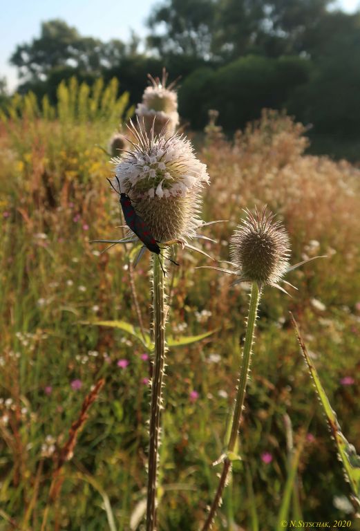 Dipsacus laciniatus L.