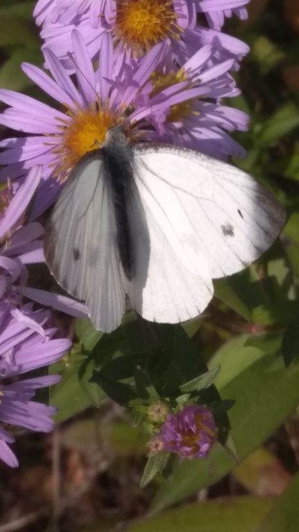 Pieris napi (Linnaeus, 1758)
