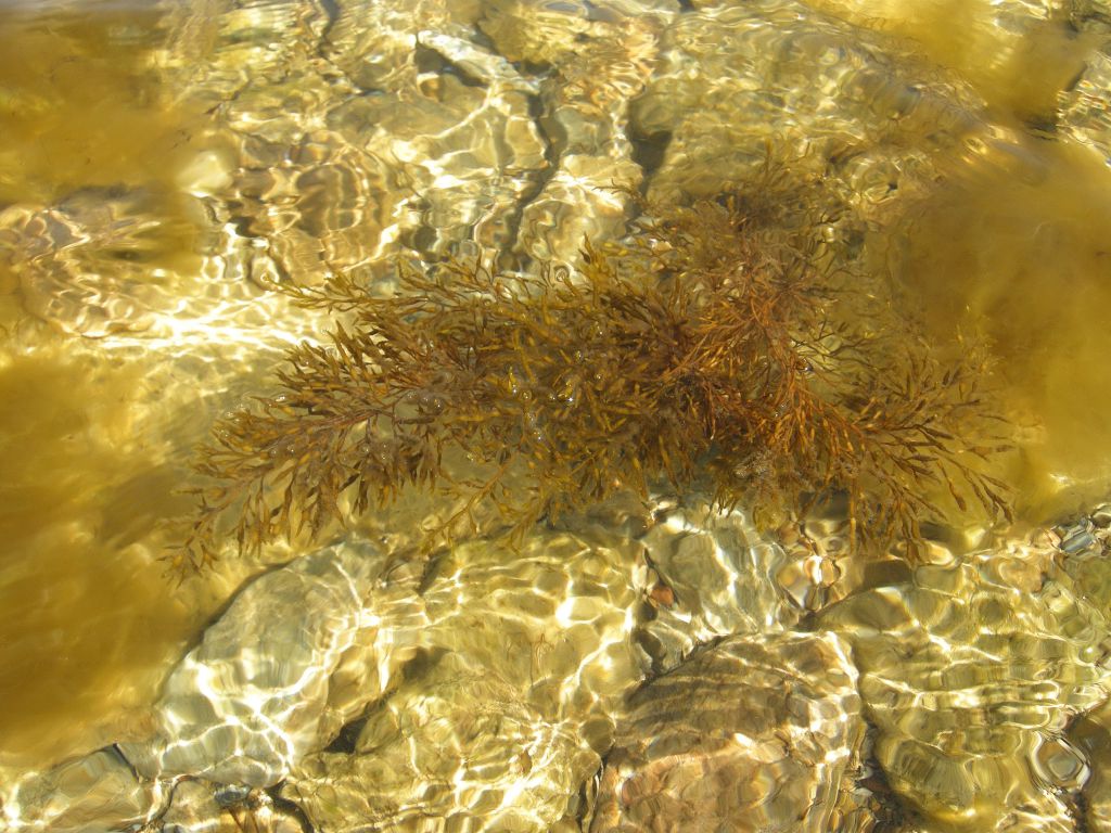 Cystoseira barbata (Stackhouse) C.Agardh