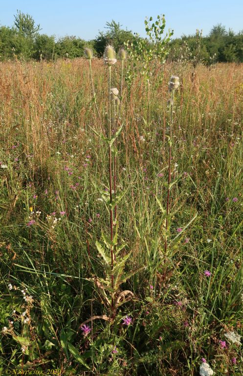 Dipsacus laciniatus L.