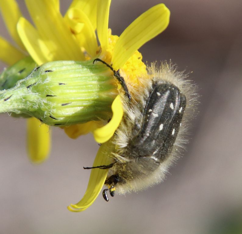 Tropinota hirta (Poda, 1761)