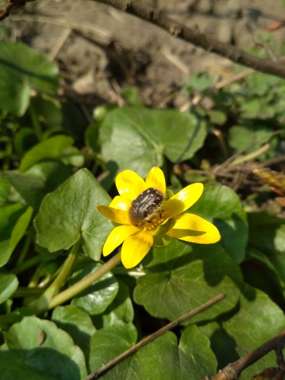 Tropinota hirta (Poda, 1761)