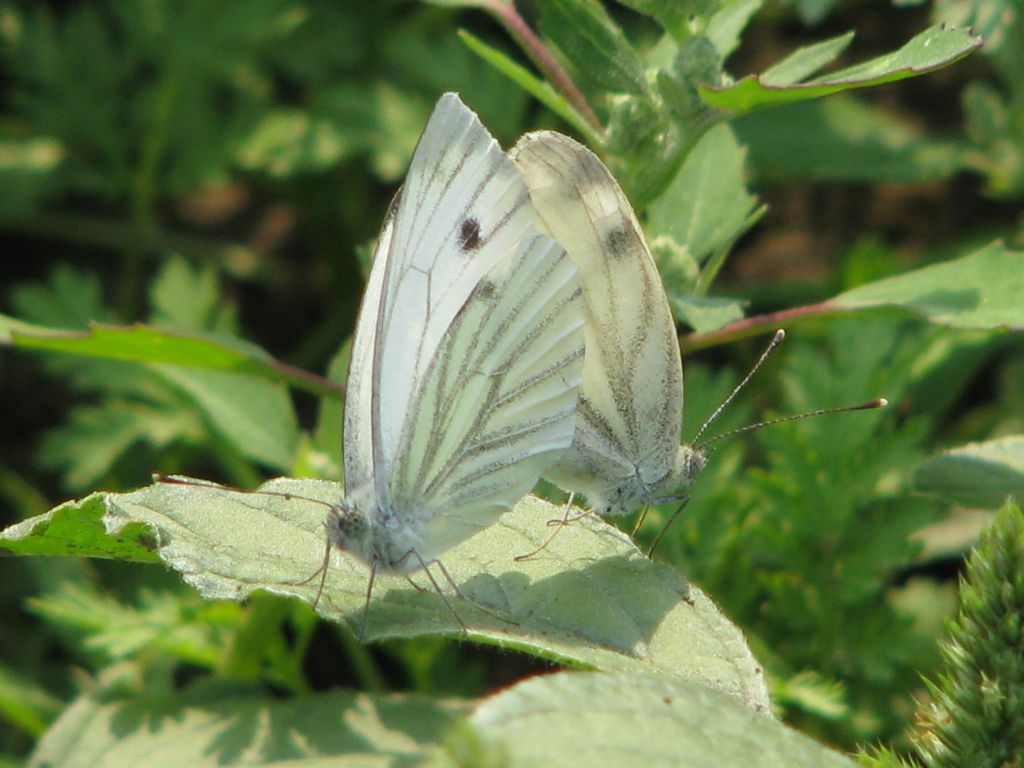 Pieris napi (Linnaeus, 1758)